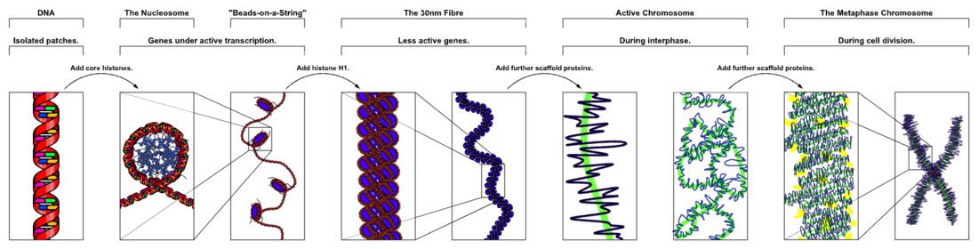 File:Chromatin Structures.png