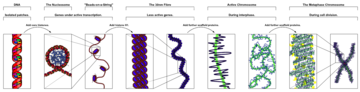 The major structures in DNA compaction: DNA, the nucleosome, the 10 nm beads on a string chromatin fibre and the metaphase chromosome. Chromatin Structures.png