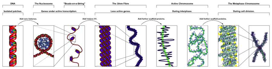 Chromatin Structures.png