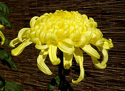 Chrysanthemum