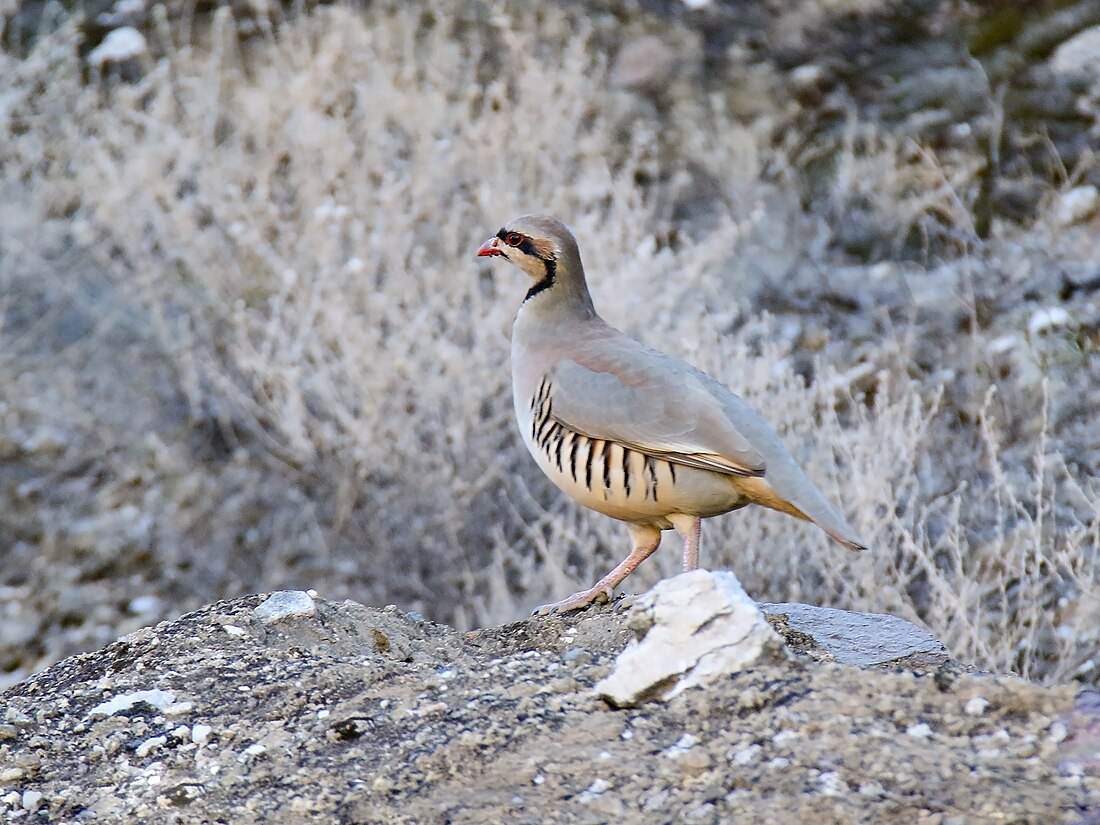 Perdiu chukar