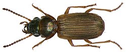 Cillenus lateralis Samouelle, 1819 (2904416530).jpg