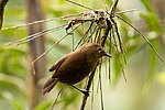 Miniatura para Cinnycerthia peruana