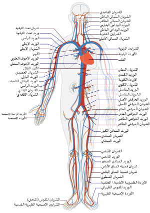 Circulatory System ar.svg