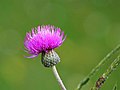 Cirsium pannonicum, Ostrożeń pannoński, 2021-08-08