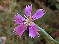 Thumbnail for Dianthus lusitanus