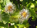 Thumbnail for File:Clematis koreana Powojnik 2020-07-31 03.jpg