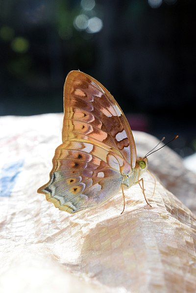 File:Close wing position of Vagrans egista (Cramer, 1780) – Vagrant.jpg