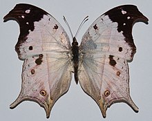 Bulutli marvarid onasi (Protogoniomorpha anacardii duprei) (8538791257) .jpg