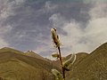 Coccinellidae-(Kafsh doozak, Bajiak) شکوفه های بهاری وکفشدوزک - panoramio.jpg
