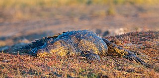 Cocodrilo del Nilo (Crocodylus niloticus), parque nacional de Chobe, Botsuana, 2018-07-28, DD 86.jpg