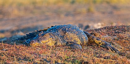 Crocodilo-do-nilo (Crocodylus niloticus), parque nacional de Chobe, Botsuana. O crocodilo-do-nilo é um grande crocodiliano nativo de habitats de água doce na África, onde está presente em 26 países. É amplamente distribuído pela África subsaariana, ocorrendo principalmente nas regiões central, leste e sul do continente, e vive em diferentes tipos de ambientes aquáticos, como lagos, rios e pântanos. Na África Ocidental, ocorre junto com outros dois crocodilianos. O alcance dessa espécie já se estendeu para o norte ao longo do Nilo, até o norte do delta do Nilo. É o maior predador de água doce da África e pode ser considerado o segundo maior réptil existente no mundo, depois do crocodilo-de-água-salgada (Crocodylus porosus). (definição 6 324 × 3 130)