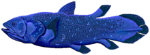 Coelacanthe.png