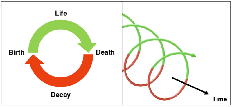 File:Coiled Life Cycle.png