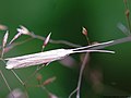 Coleophora trochilella (Duponchel, 1842)