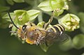 Efeu-Seidenbiene (Colletes hederae), parasitiert durch Triungulinen von Stenoria analis