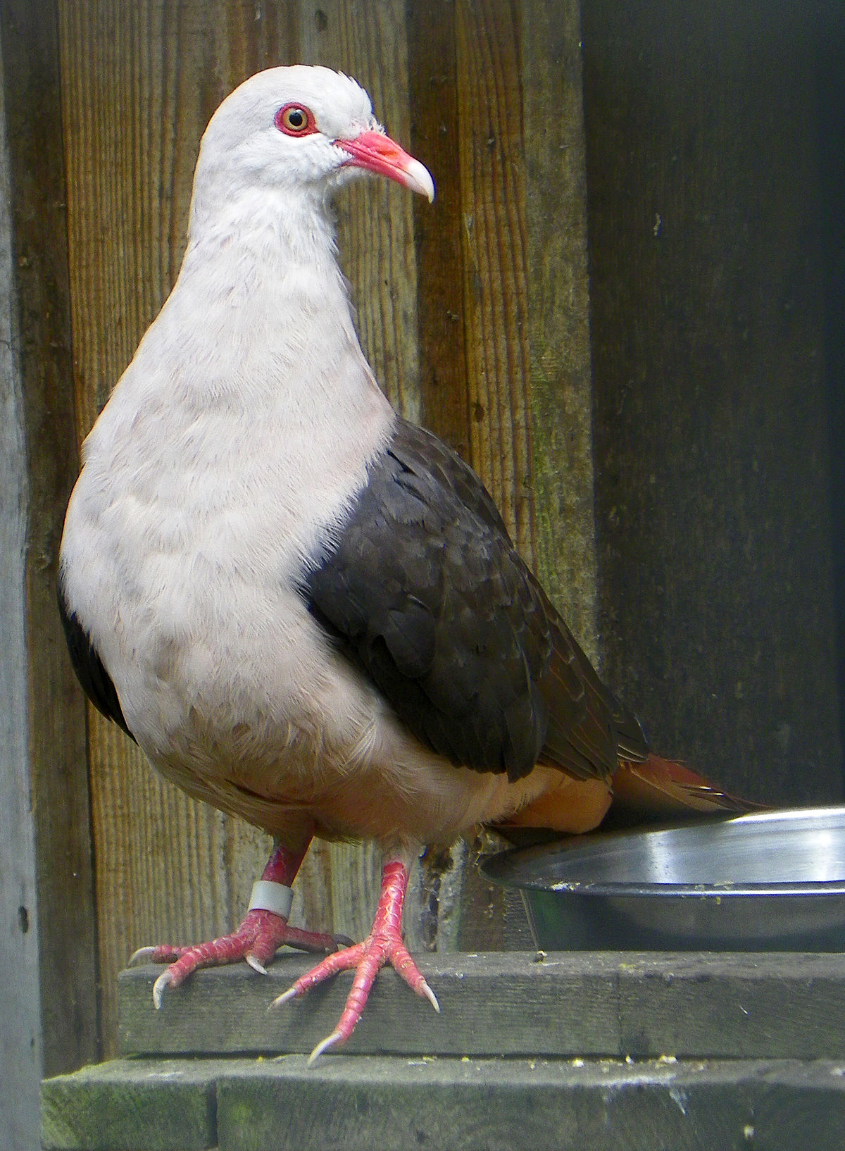 Pink Pigeon Wikipedia