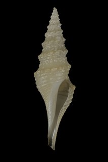 <i>Comispira</i> Genus of gastropods