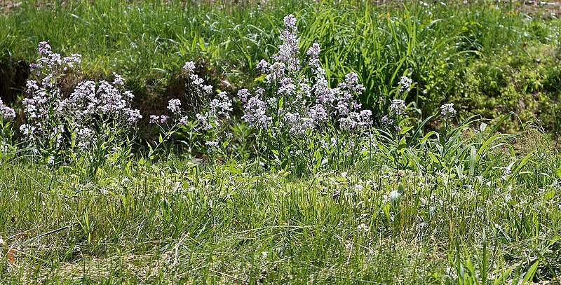 File:Common Milkweed in Mifflin Township, Columbia County, Pennsylvania.JPG