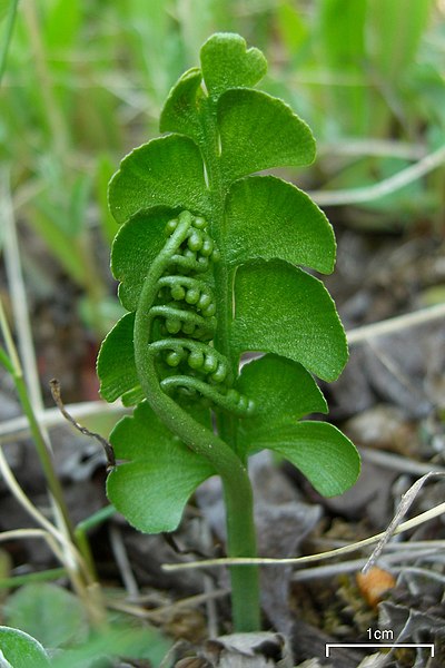 File:Common Moonwort (3599526737).jpg