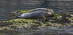 November: Knubbsäl (Phoca vitulina)