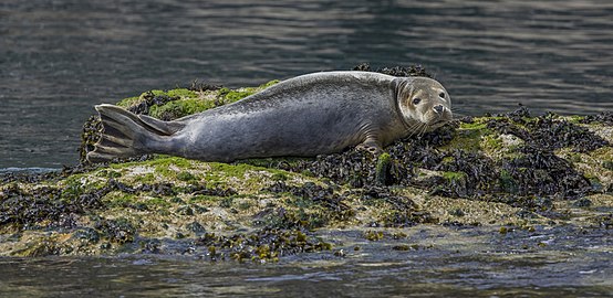 Common seal Phoca vitulina juvenile