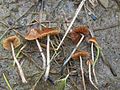 Conocybe cyanopus (Syn. Pholiotina cyanopus)