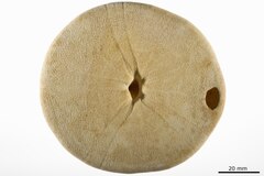 File:Conolampas malayana - ECH-000227 hab-ven-select.tif (Category:Echinodermata in the Natural History Museum of Denmark)