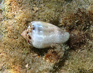 Conus coronatus, Reunion