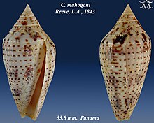 Conus mahogani 2.jpg 