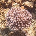 * Nomination Coral (Pocillopora verrucosa), Ras Muhammad National Park, Egypt --Poco a poco 08:45, 25 June 2022 (UTC) * Promotion  Support Good quality. --Ermell 20:15, 26 June 2022 (UTC)