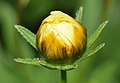 * Nomination Bud of Coreopsis tinctoria --PumpkinSky 20:54, 17 May 2017 (UTC) * Promotion I think this is about as shrap as it can get without focus stacking. Good quality. --W.carter 21:17, 17 May 2017 (UTC)