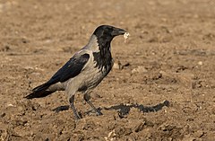 Corvus cornix Hooded Crow Gri Leş Kargası