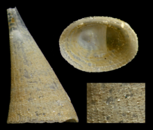 Cornisepta rostrata (10.5852-ejt.2021.785.1605) Figure 6 (cropped).png