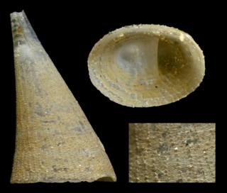 <i>Cornisepta rostrata</i> Species of gastropod