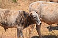 Cows in Zambia 10.jpg