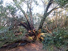 The Craigends Yew Craigends Yew grove, Houston, Renfrewshire - the main tree bole.jpg