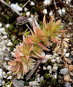 Crassula alata leaves.jpg