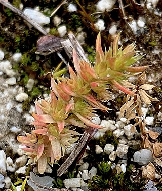 <i>Crassula alata</i> Species of plant