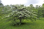 Crataegus crus-galli, or cockspur hawthorn