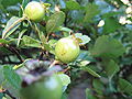 Crataegus laevigata3. jpg