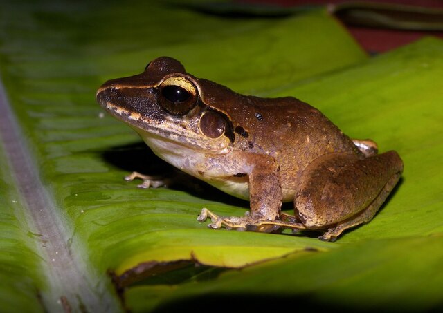 Description de l'image Craugastor raniformis.jpg.