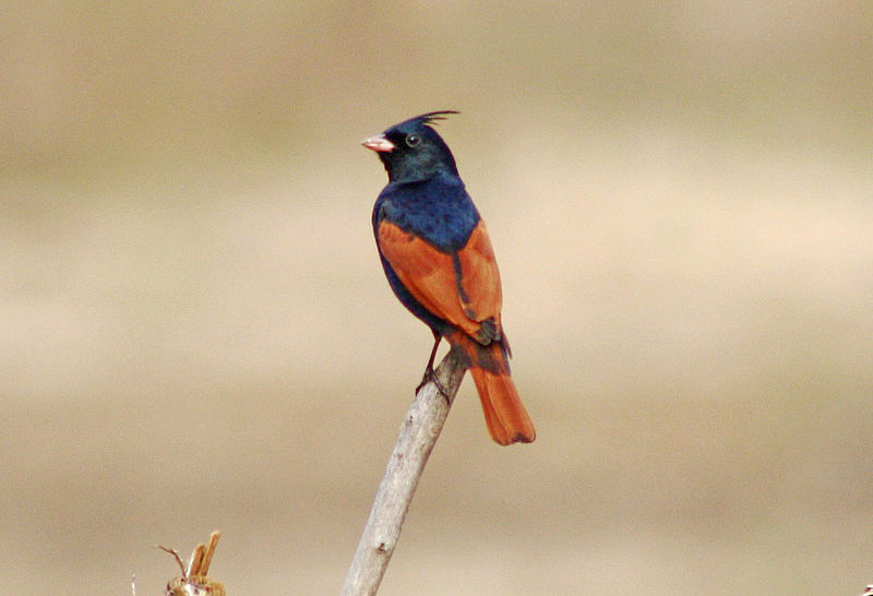 File:Crested Bunting Melophus lathami Melghat TR 2.jpg