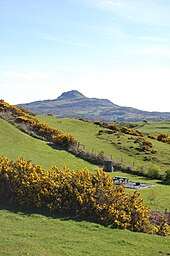 Gorse flowers throughout the year in Criccieth's temperate maritime climate.