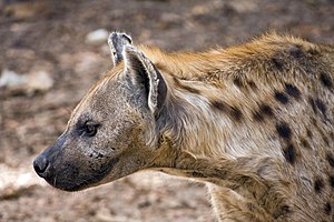 Spotted Hyena