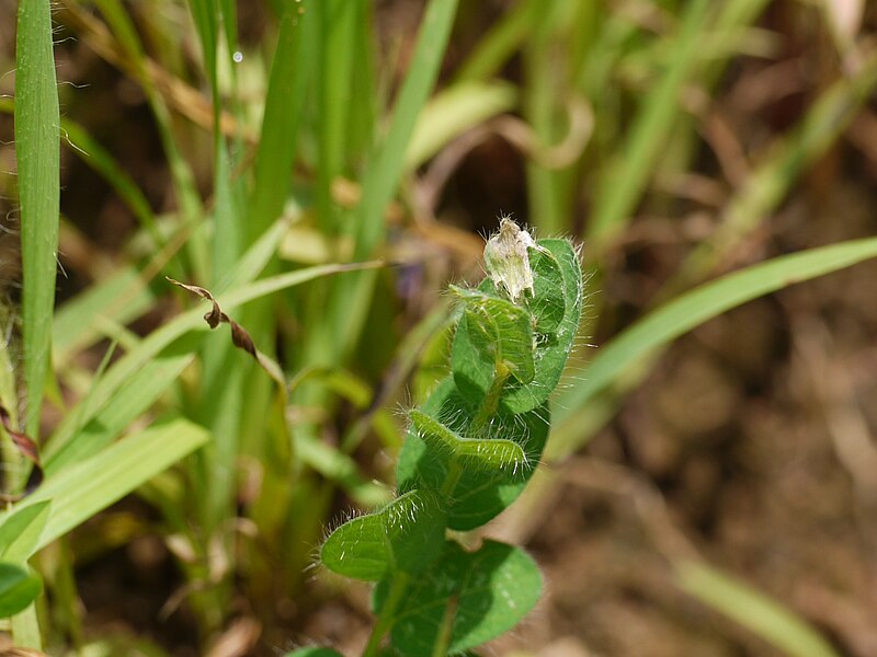 File:Crotalaria ? (5025556444).jpg