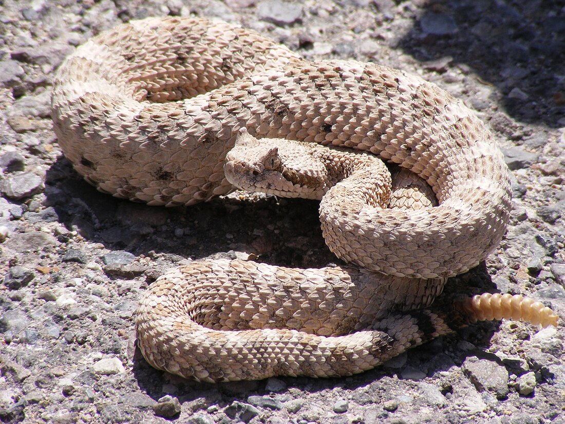 File:Crotalus cerastes mesquite springs CA.JPG