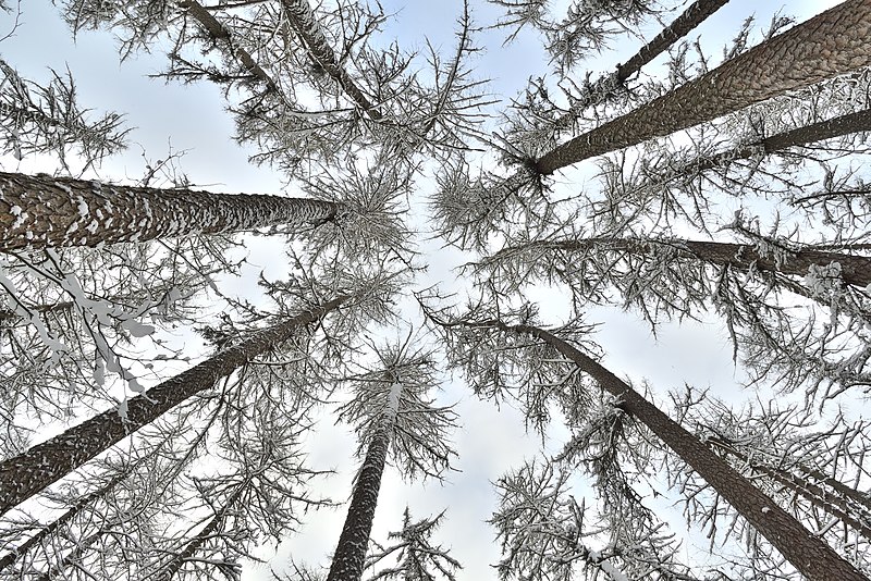 File:Crowns of Siberian larch in winter.jpg