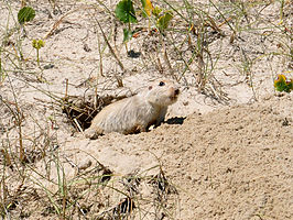 Ctenomys flamarioni