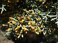 Пыльцевые шишки Cupressus glabra.JPG